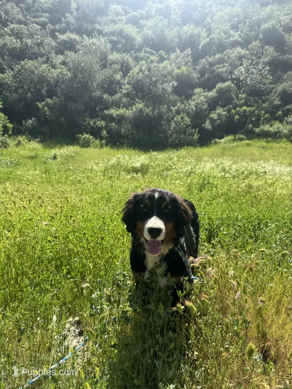 Timber  – Bernese Mountain Dog puppy for sale in Frazier Park, CA