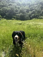 Timber , a male Bernese Mountain Dog for sale in Frazier Park, CA – Photo 2 of 3