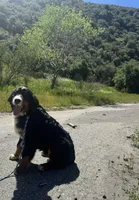 Timber , a male Bernese Mountain Dog for sale in Frazier Park, CA – Photo 3 of 3