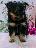 Creed, a male Pomeranian and Shih Tzu for sale in Darien Center, NY – Photo 2 of 10