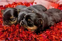 Creed, a male Pomeranian and Shih Tzu for sale in Darien Center, NY – Photo 8 of 10