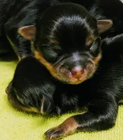 Creed, a male Pomeranian and Shih Tzu for sale in Darien Center, NY – Photo 9 of 10