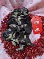 Creed, a male Pomeranian and Shih Tzu for sale in Darien Center, NY – Photo 7 of 10