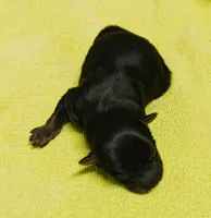 Creed, a male Pomeranian and Shih Tzu for sale in Darien Center, NY – Photo 10 of 10