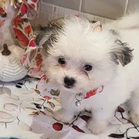 Chubs, a male Papillon and Shih Tzu for sale in Darien Center, NY – Photo 4 of 7