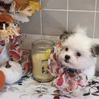 Chubs, a male Papillon and Shih Tzu for sale in Darien Center, NY – Photo 1 of 7