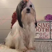 Chubs, a male Papillon and Shih Tzu for sale in Darien Center, NY – Photo 7 of 7