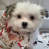 Chubs, a male Papillon and Shih Tzu for sale in Darien Center, NY – Photo 5 of 7