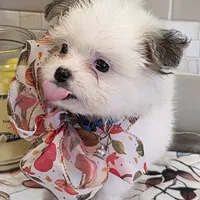 Chubs, a male Papillon and Shih Tzu for sale in Darien Center, NY – Photo 2 of 7