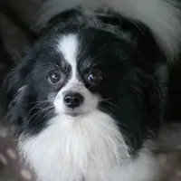 Chubs, a male Papillon and Shih Tzu for sale in Darien Center, NY – Photo 6 of 7