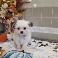 Chubs, a male Papillon and Shih Tzu for sale in Darien Center, NY – Photo 3 of 7