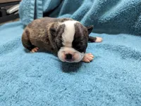 Baby boy #3, a male Boston Terrier for sale in Darien Center, NY – Photo 4 of 7