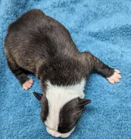 Baby boy #3, a male Boston Terrier for sale in Darien Center, NY – Photo 7 of 7