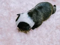 Baby boy #3, a male Boston Terrier for sale in Darien Center, NY – Photo 3 of 7