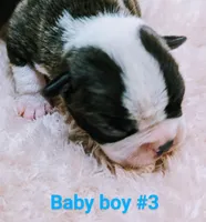 Baby boy #3, a male Boston Terrier for sale in Darien Center, NY – Photo 2 of 7