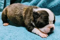 Baby boy #3, a male Boston Terrier for sale in Darien Center, NY – Photo 6 of 7