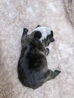 Baby boy #3, a male Boston Terrier for sale in Darien Center, NY – Photo 5 of 7