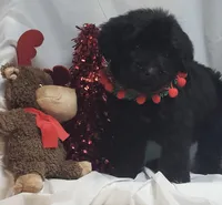 Black F1, a female Goldendoodle for sale in Darien Center, NY – Photo 3 of 6