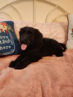 Black F1, a female Goldendoodle for sale in Darien Center, NY – Photo 1 of 6