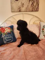 Black F1, a female Goldendoodle for sale in Darien Center, NY – Photo 2 of 6