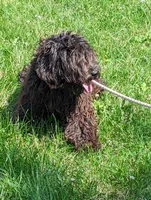 Kiki, a female Goldendoodle for sale in Darien Center, NY – Photo 3 of 3