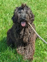 Kiki, a female Goldendoodle for sale in Darien Center, NY – Photo 2 of 3