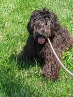 Kiki, a female Goldendoodle for sale in Darien Center, NY – Photo 1 of 3