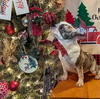 Natasha, a female Frenchton for sale in Darien Center, NY – Photo 2 of 2
