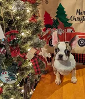 Natasha, a female Frenchton for sale in Darien Center, NY – Photo 1 of 2