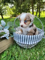 Mary, a female Australian Shepherd for sale in Darien Center, NY – Photo 2 of 3