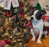 Borris, a male Frenchton for sale in Darien Center, NY – Photo 2 of 4