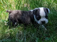 Borris, a male Frenchton for sale in Darien Center, NY – Photo 3 of 4