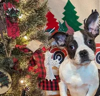 Borris, a male Frenchton for sale in Darien Center, NY – Photo 1 of 4