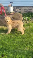 Aqua F1, a male Goldendoodle for sale in Darien Center, NY – Photo 1 of 8