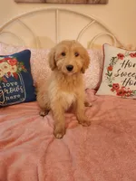 Aqua F1, a male Goldendoodle for sale in Darien Center, NY – Photo 3 of 8