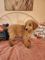 Aqua F1, a male Goldendoodle for sale in Darien Center, NY – Photo 6 of 8