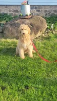 Aqua F1, a male Goldendoodle for sale in Darien Center, NY – Photo 2 of 8