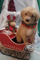 Aqua F1, a male Goldendoodle for sale in Darien Center, NY – Photo 4 of 8