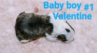 Valentine, a male Boston Terrier for sale in Darien Center, NY – Photo 2 of 5