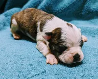 Valentine, a male Boston Terrier for sale in Darien Center, NY – Photo 4 of 5