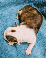 Valentine, a male Boston Terrier for sale in Darien Center, NY – Photo 5 of 5