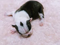 Valentine, a male Boston Terrier for sale in Darien Center, NY – Photo 1 of 5