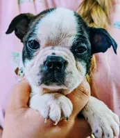 Baby boy #2, a male Boston Terrier for sale in Darien Center, NY – Photo 3 of 9