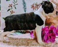 Baby boy #2, a male Boston Terrier for sale in Darien Center, NY – Photo 2 of 9