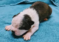 Baby boy #2, a male Boston Terrier for sale in Darien Center, NY – Photo 5 of 9