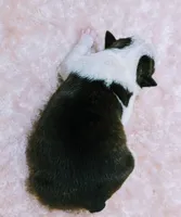 Baby boy #2, a male Boston Terrier for sale in Darien Center, NY – Photo 9 of 9