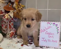 Adelaide, a female Golden Retriever for sale in Darien Center, NY – Photo 1 of 2