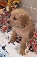 Adelaide, a female Golden Retriever for sale in Darien Center, NY – Photo 2 of 2