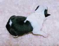 Baby girl #2, a female Boston Terrier for sale in Darien Center, NY – Photo 5 of 8