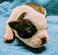 Baby girl #2, a female Boston Terrier for sale in Darien Center, NY – Photo 7 of 8